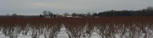 blueberry bushes in winter